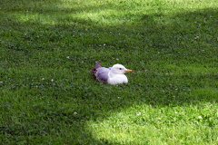 DSCF7466